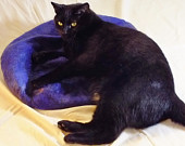 black cat on purple bed