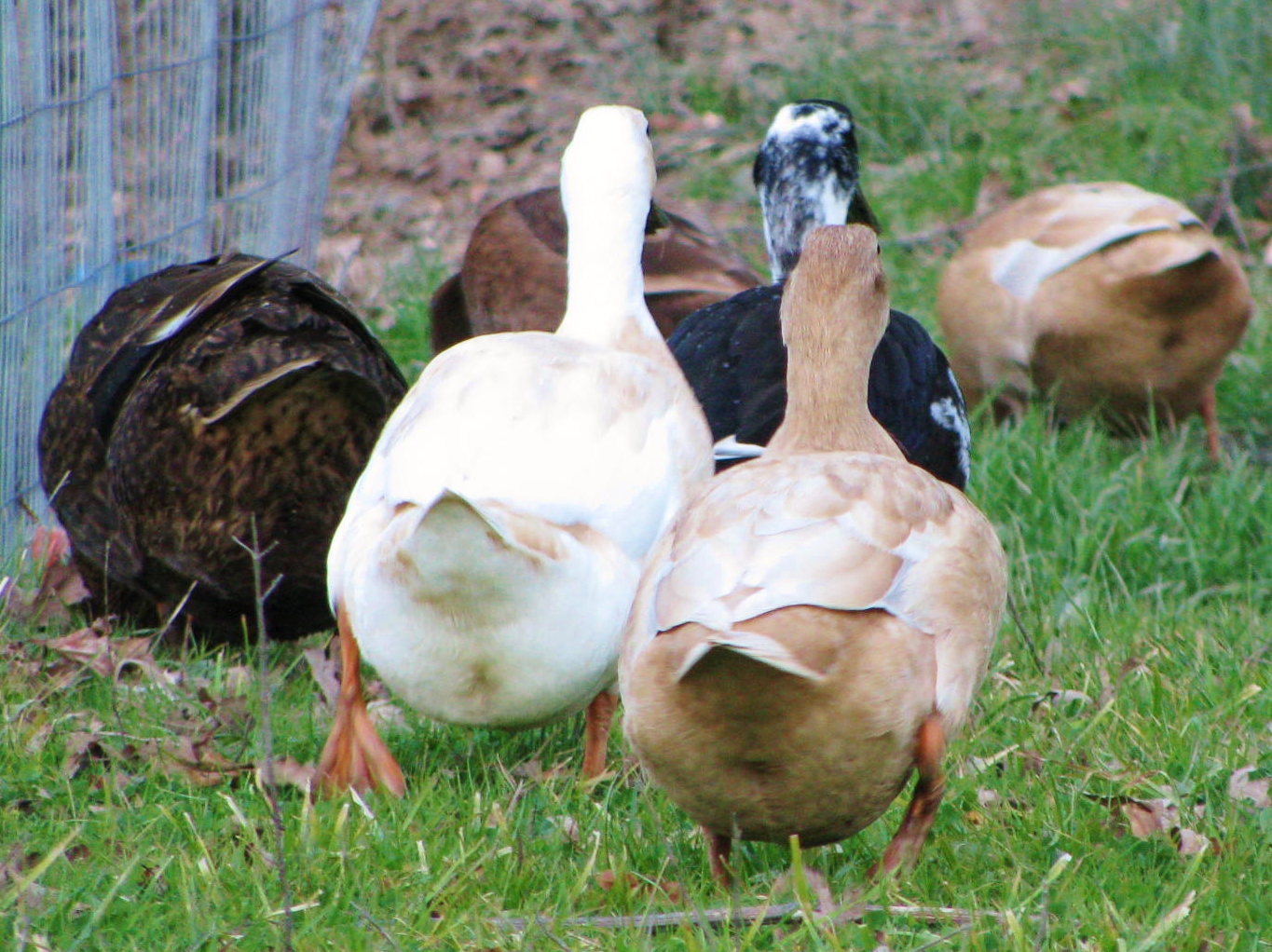 ducks walking