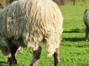 sheep long tail