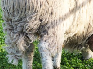 sheep wide tail