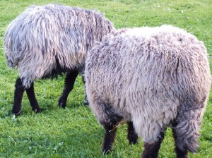 gray sheep long tails