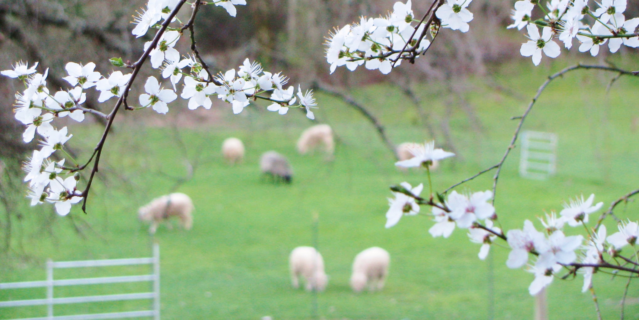 blossoms and sheep