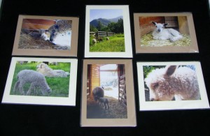 Blank Lamb Cards
