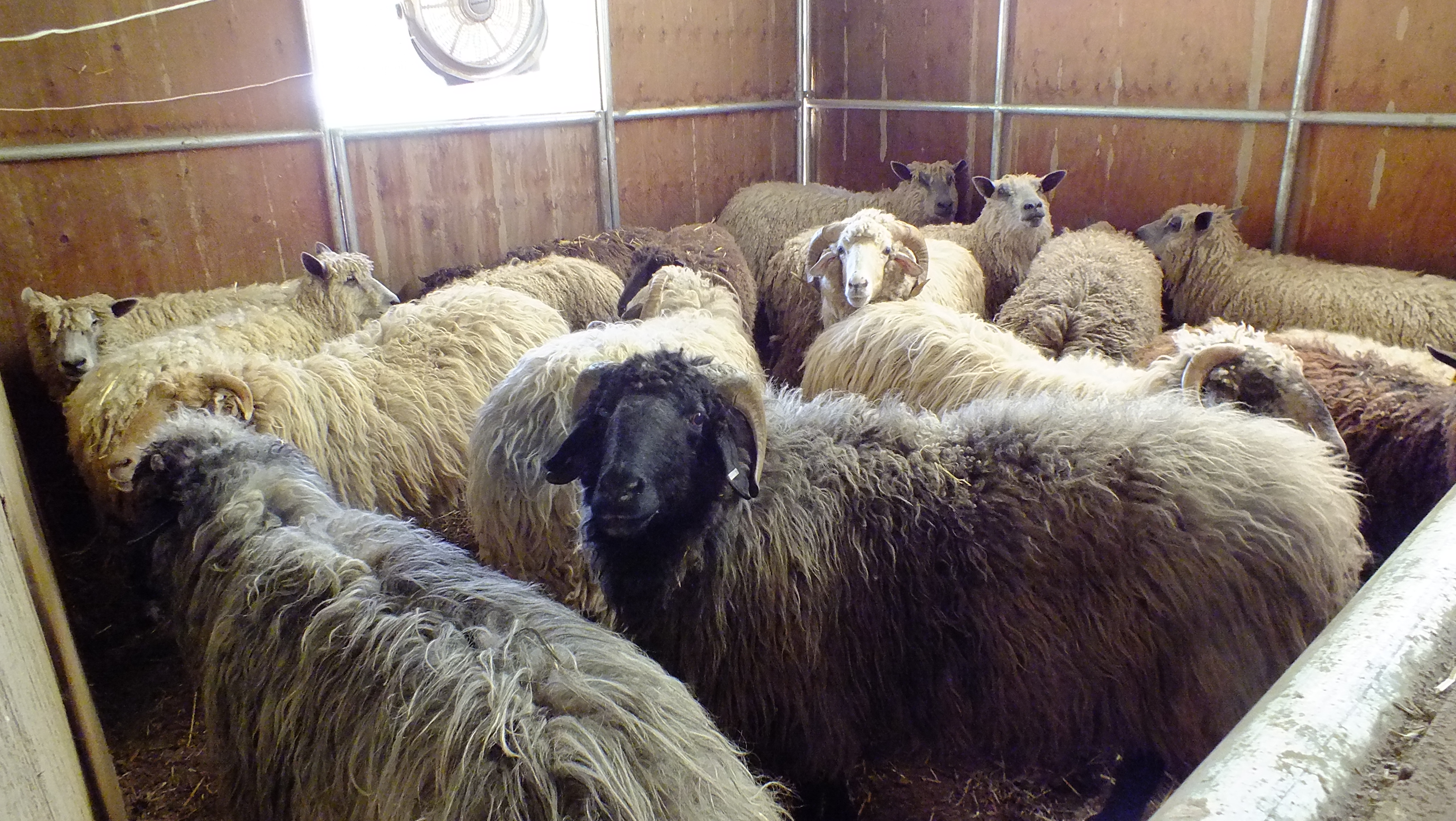 sheep in stall