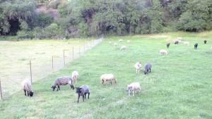 sheep pasture