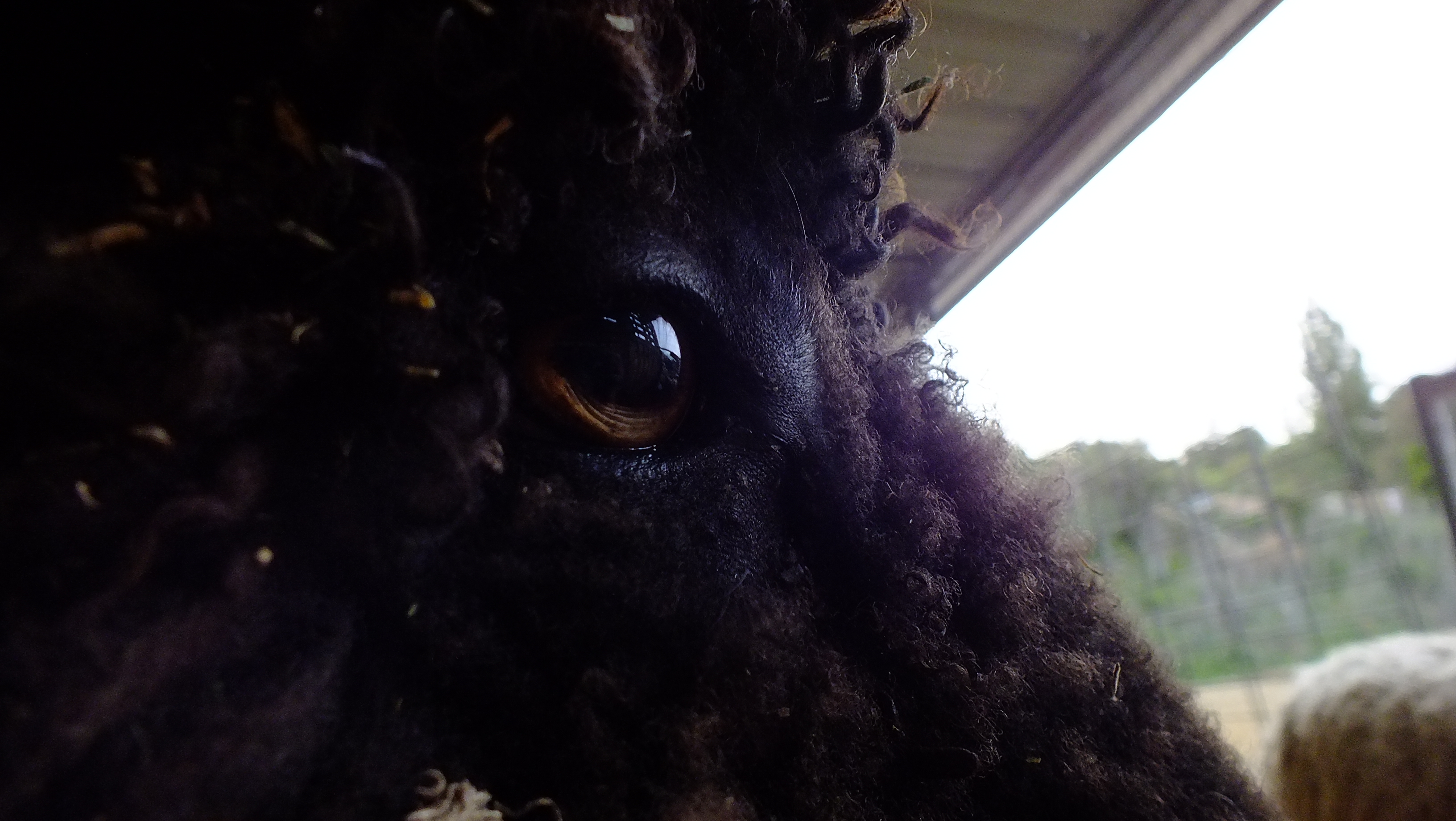 black sheeps eye