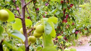 fruit trees