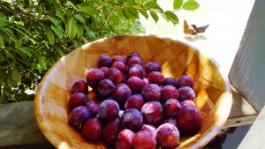 plums in wood bowl