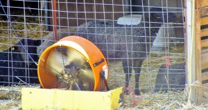 two sheep in front of fan