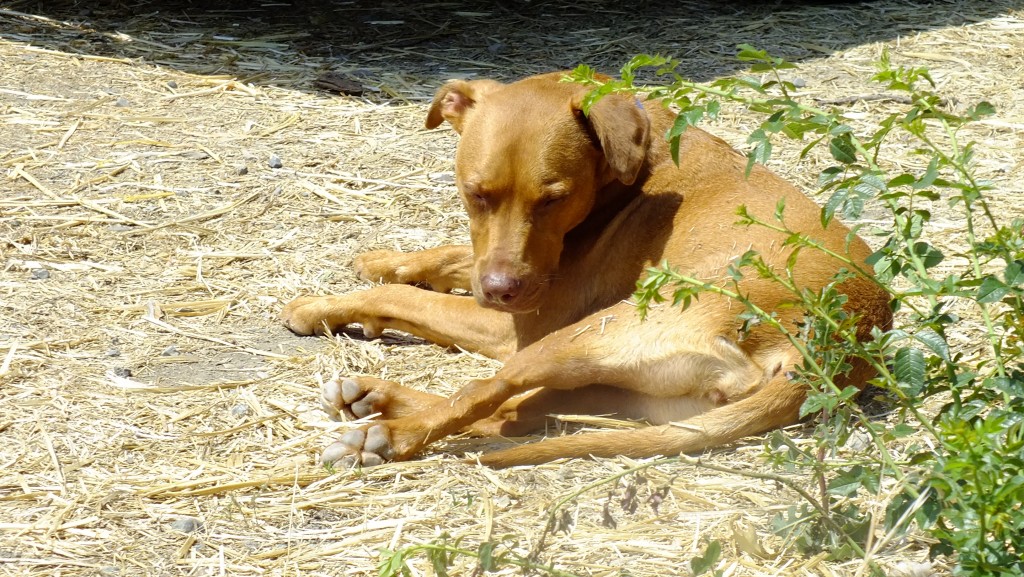 red dog in sun