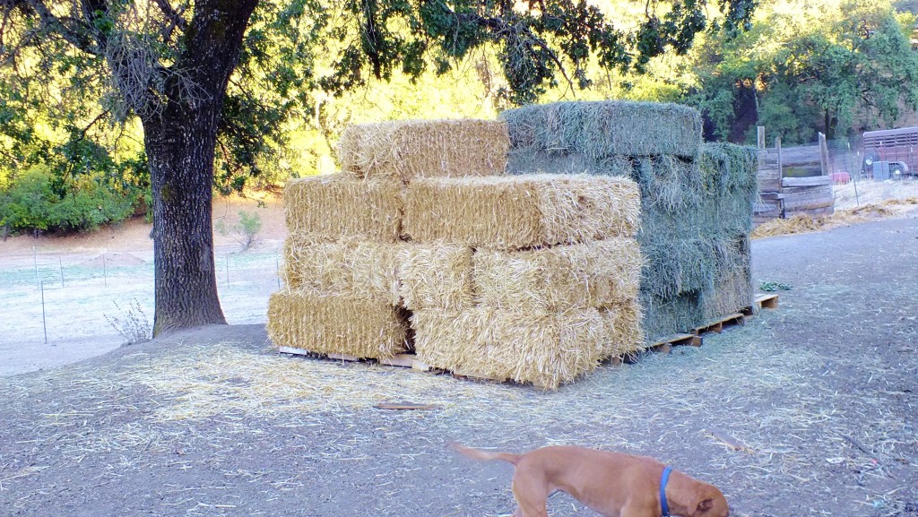 hay and straw on pallets