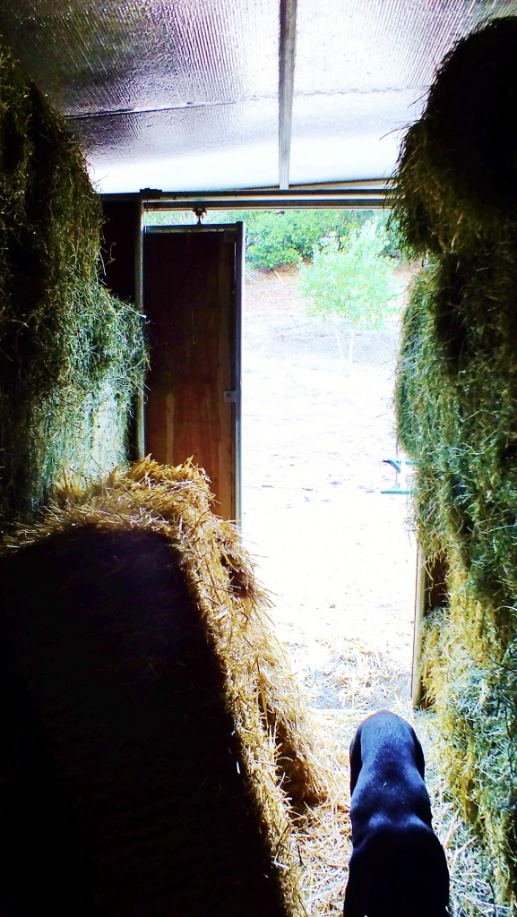 black dog in hay barn