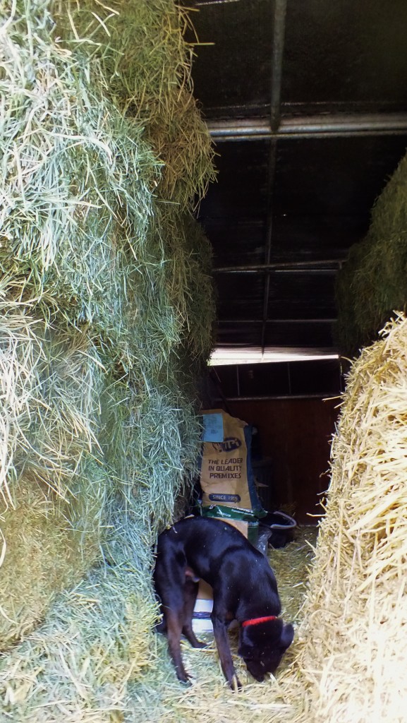 barn hallway and dog