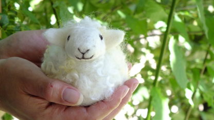 smiling wool sheep