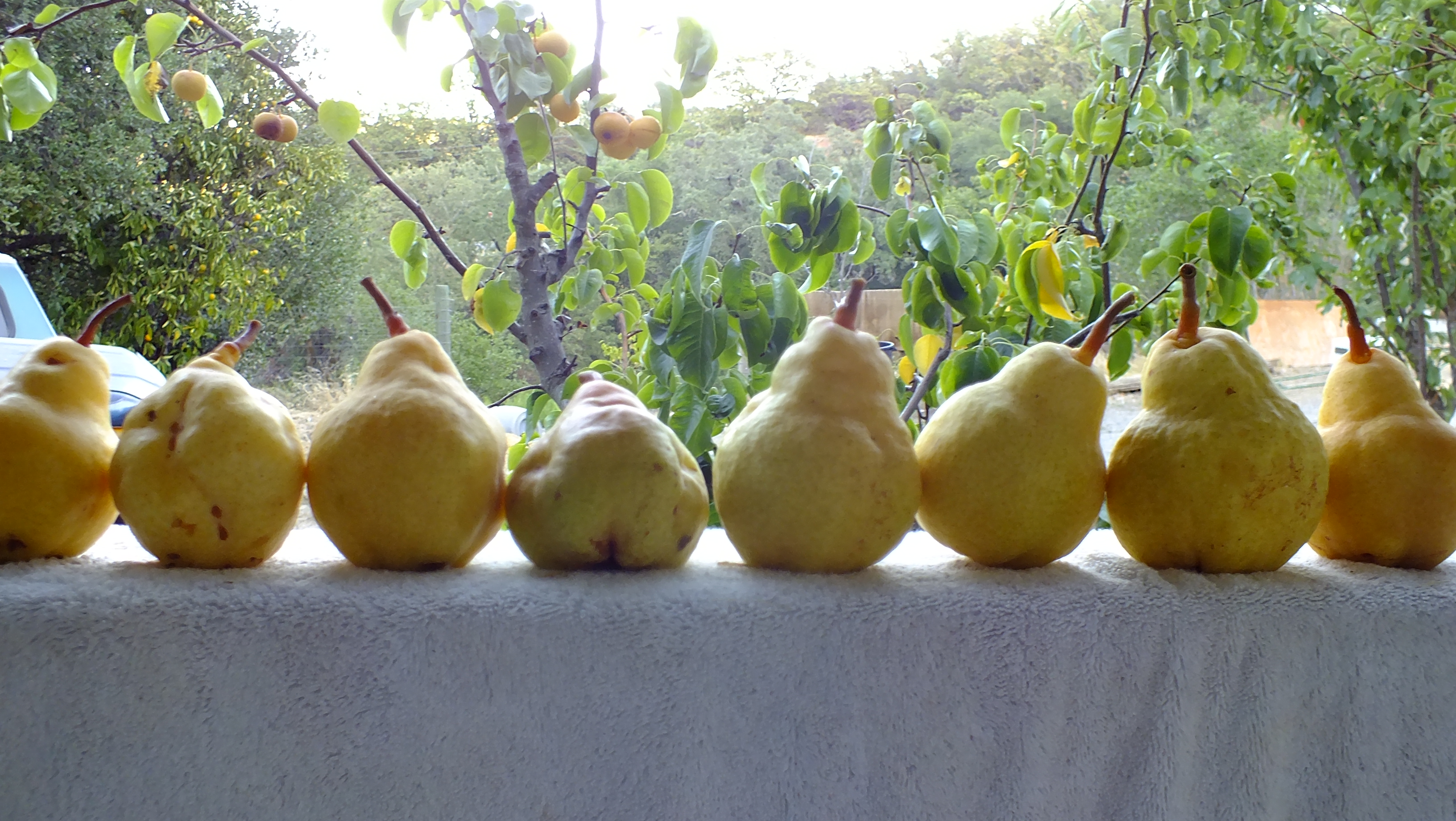 pears on railing