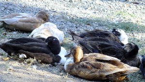 multi-colored ducks