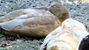 brown and white sleeping ducks