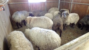 white and dark wooly sheep