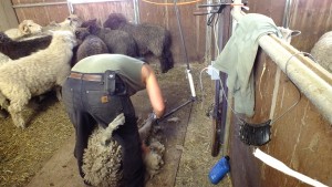 sheep shearer with sheep