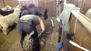 sheep shearer with sheep