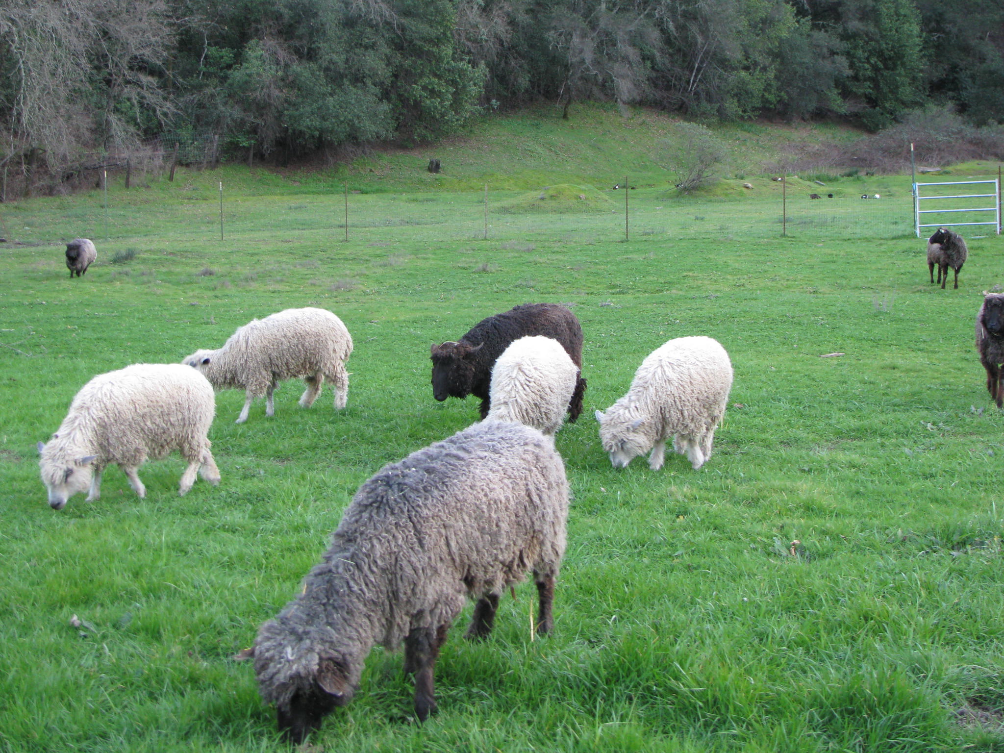 sheep in grass