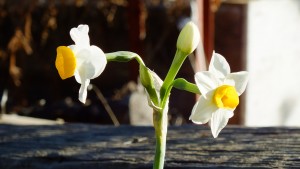 little yellow white daffodils