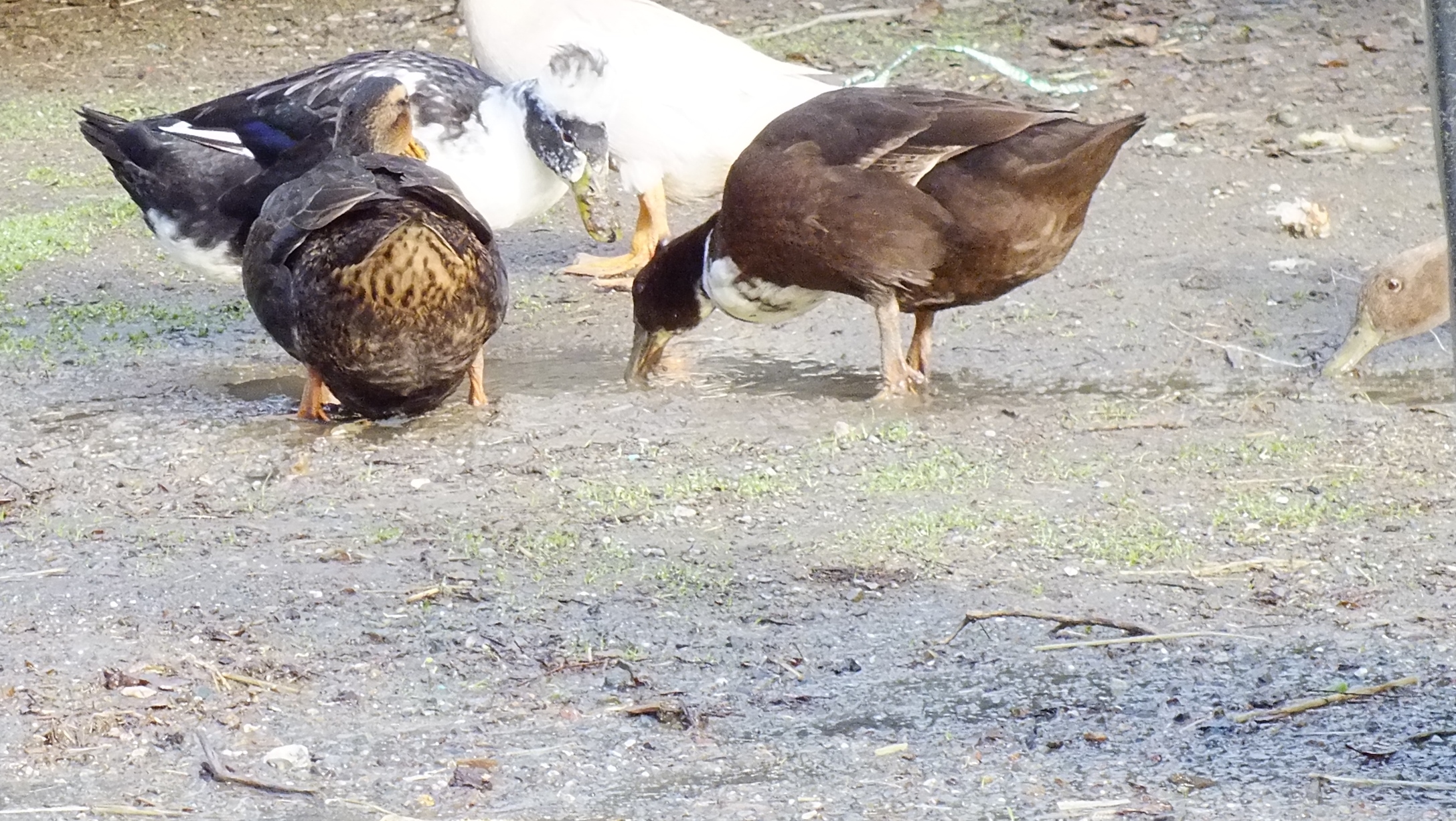 ducks in puddle