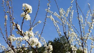 plum blossom tree