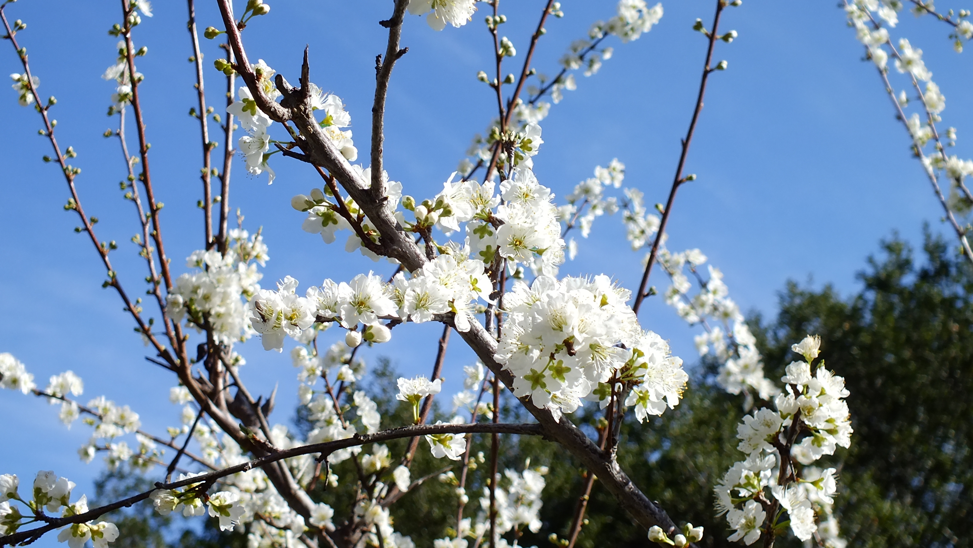 flowering fruit tree