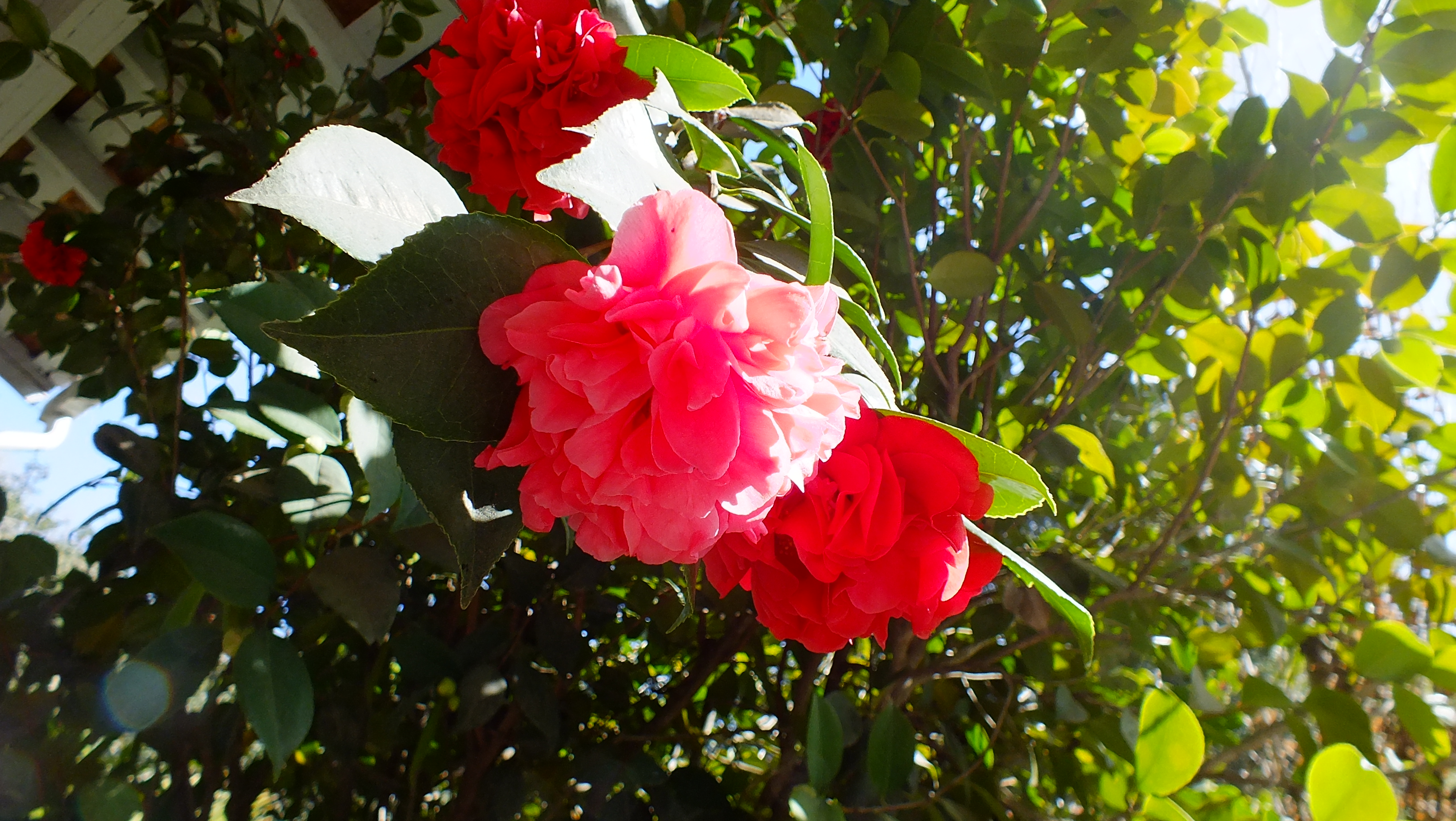 pink red camellias