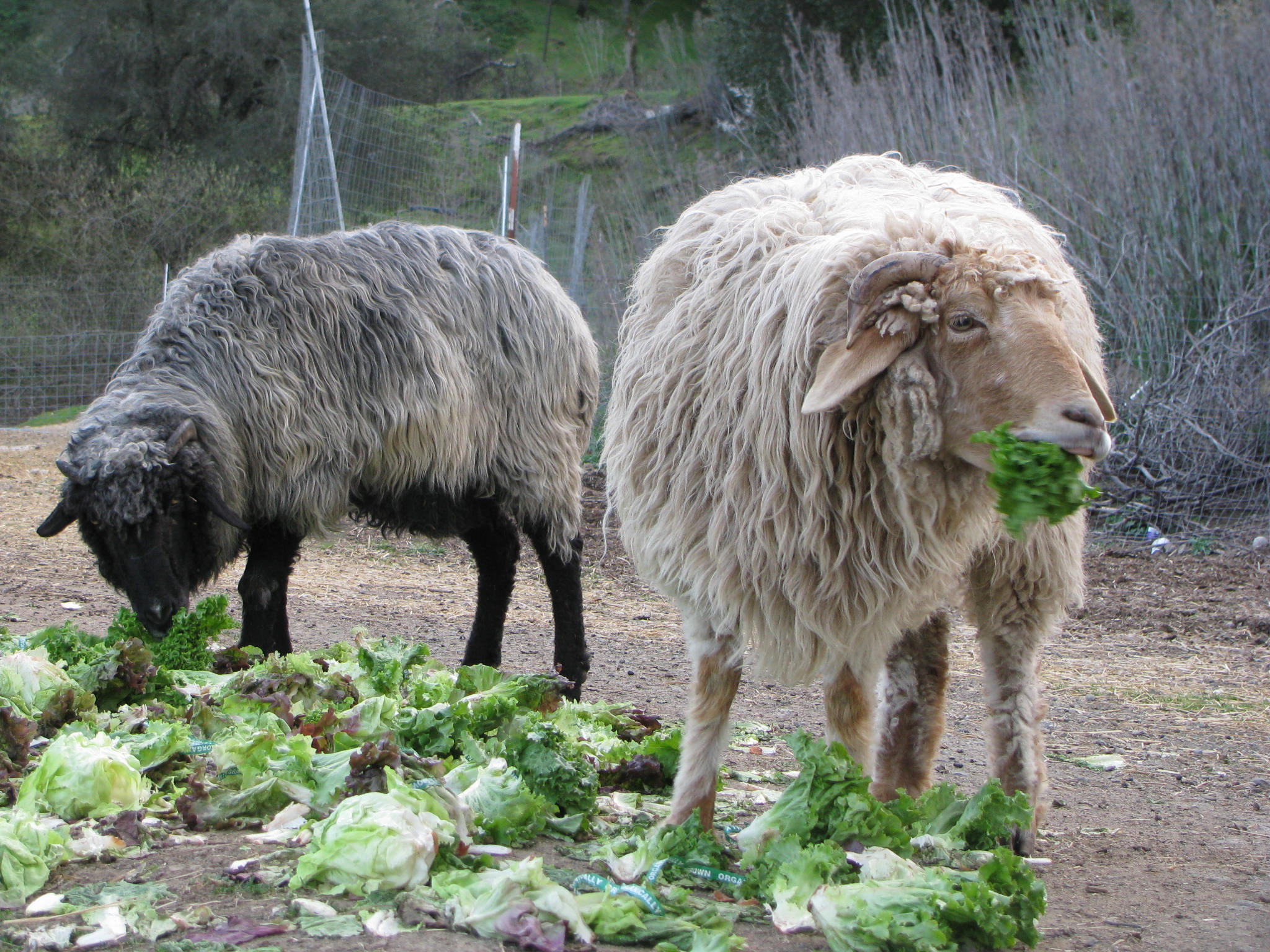 sheep eating lettuce