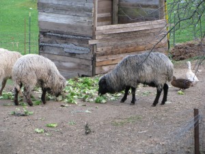 sheep and ducks produce