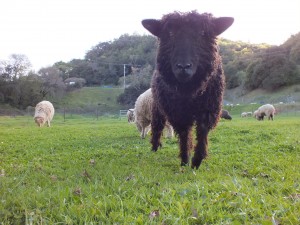 cedar pasture