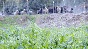 Green grass and sheep