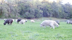sheep in left field