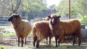 New ewes