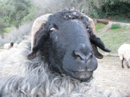 Six Month Sheep Sponsorship - Image 2