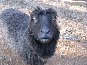 Pretty gray sheep