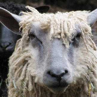 Wensleydale wether sheep