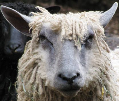 Wensleydale wether sheep