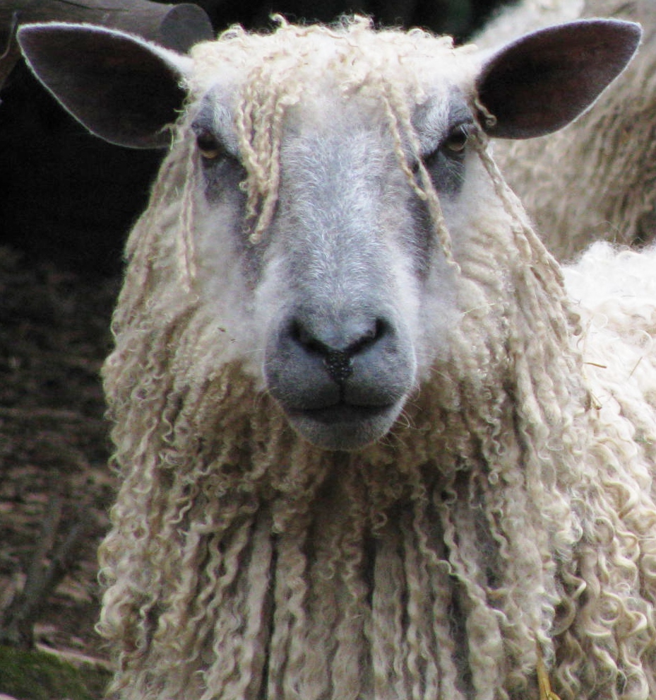 Profile sheep face plumblossomfarm.com