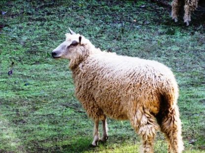Two Month Sheep Sponsorship - Image 3