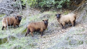 3 new ewes