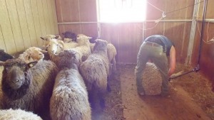 everyone in line for shearing