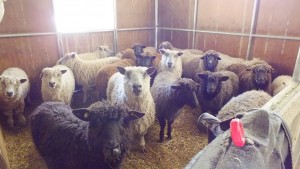 Waiting for shearing