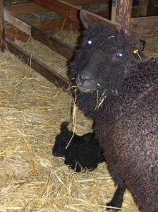 Violet and Baby Cedar