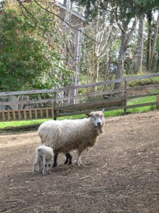 Camellia and her babies