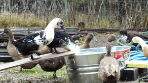 happy ducks