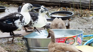 joyful waterfowl