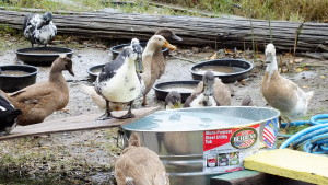 flock of backyard ducks